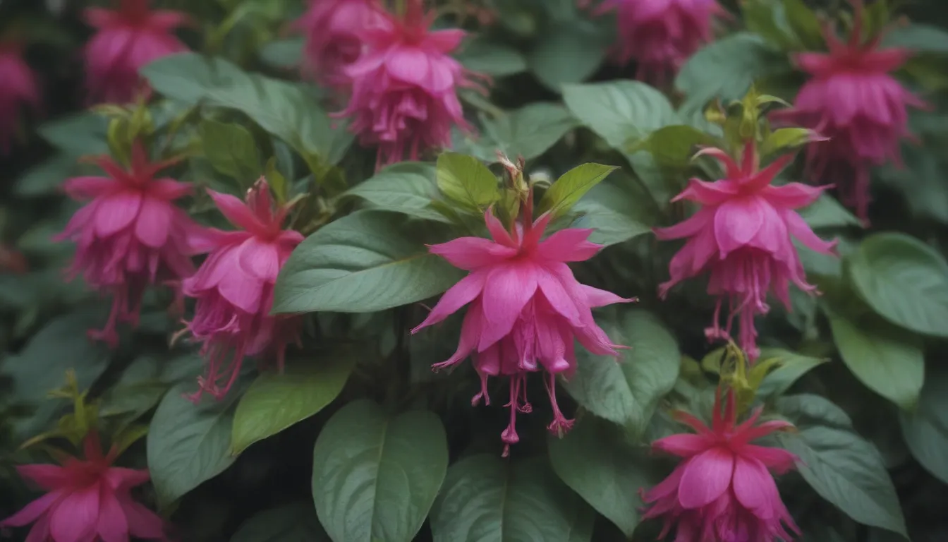 Comprehensive Guide on Growing and Caring for Fuchsia Plants