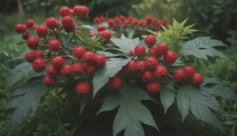 Red Berry Garden Delights: 14 Shrubs Worth Growing