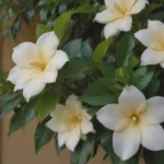 How to Prevent and Treat Yellow Leaves on Your Gardenia Plants