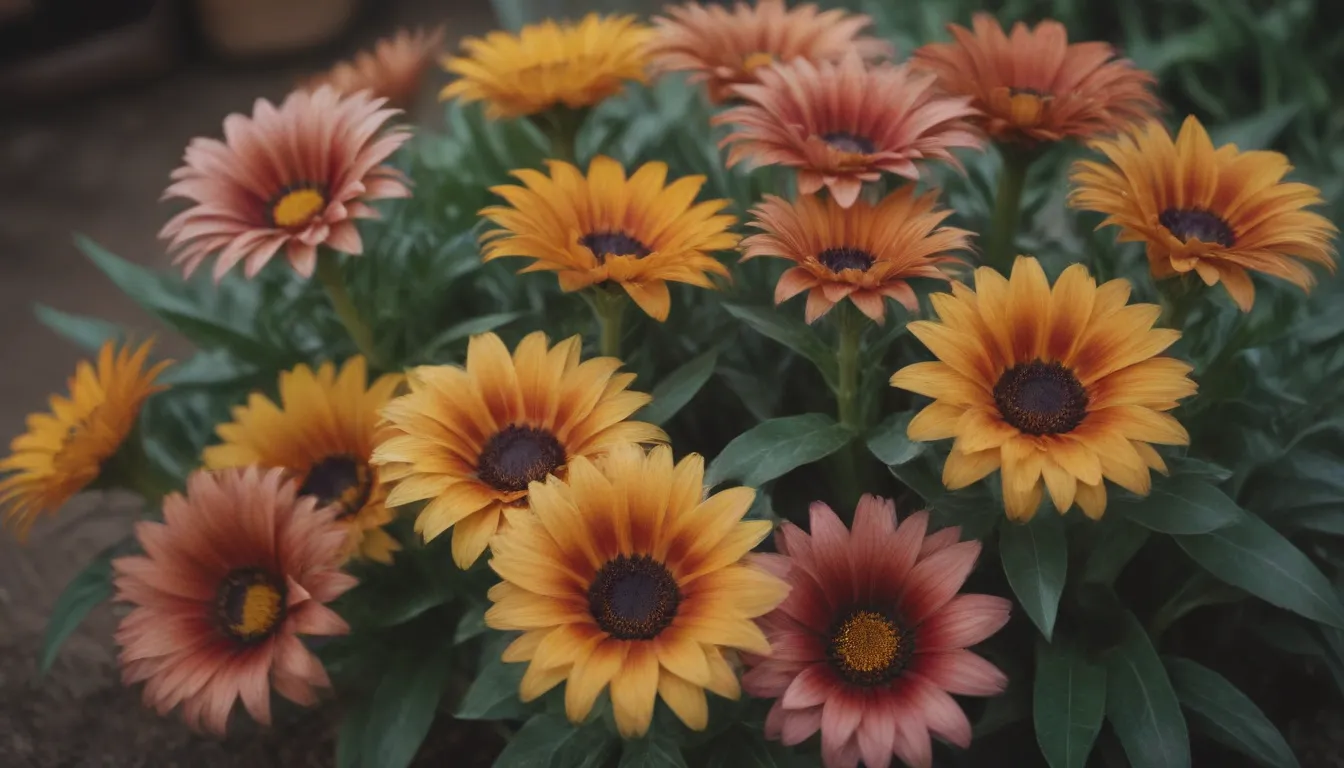 The Ultimate Guide to Growing and Caring for Gazania Flowers