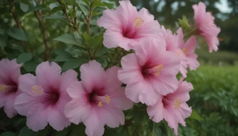 How to Properly Manage Rose of Sharon Shrubs that Self-Seed