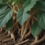 The Comprehensive Guide to Growing and Caring for Ginseng