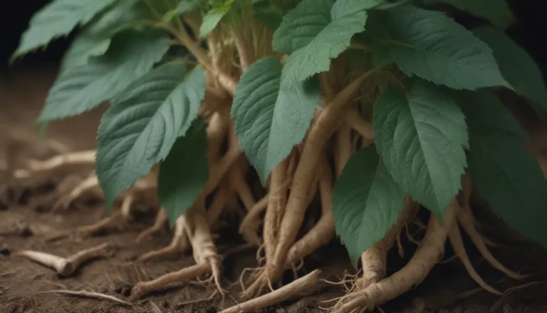 The Comprehensive Guide to Growing and Caring for Ginseng