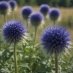 Growing and Caring for Globe Thistle: A Complete Guide