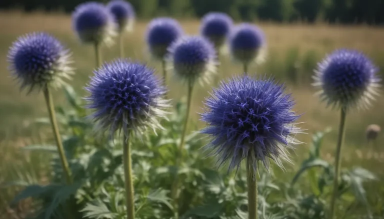 Growing and Caring for Globe Thistle: A Complete Guide