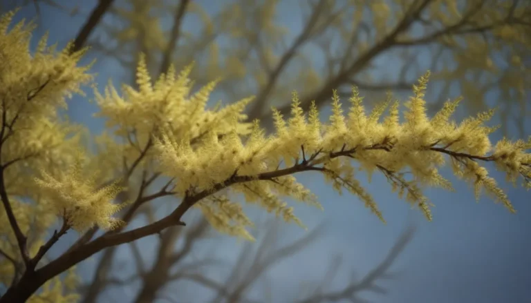 Complete Guide to Growing and Caring for Goat Willow