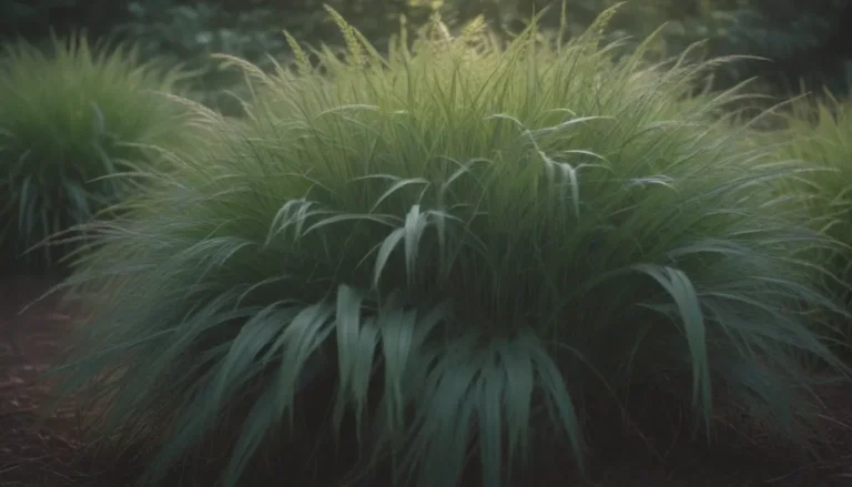 Comprehensive Guide to Growing and Caring for Japanese Forest Grass