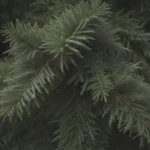 The Ultimate Guide to Growing and Caring for Grand Fir Trees