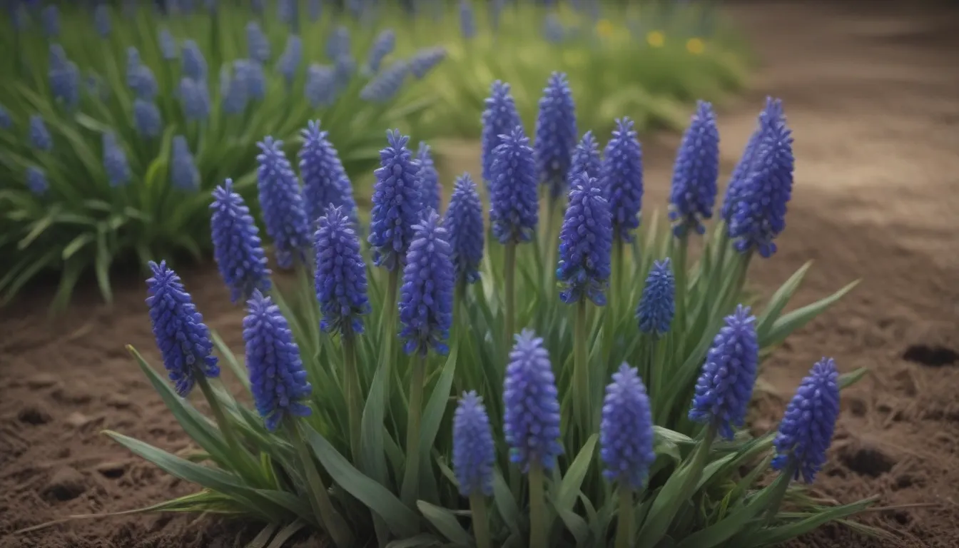 How to Grow and Care for Grape Hyacinth (Muscari): A Complete Guide