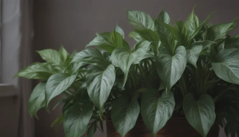 The Ultimate Guide to Growing & Caring for Chinese Evergreen Plants Indoors