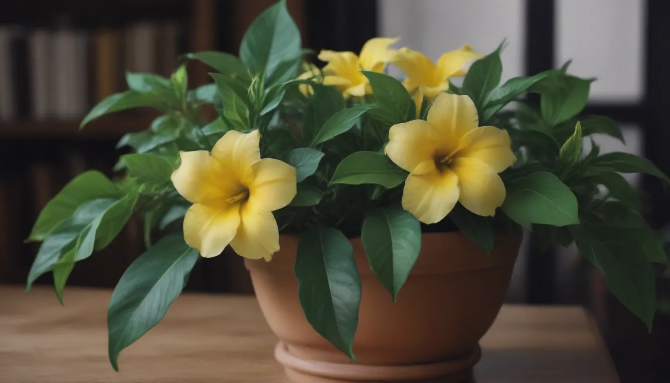 The Ultimate Guide to Growing and Caring for Allamanda Indoors