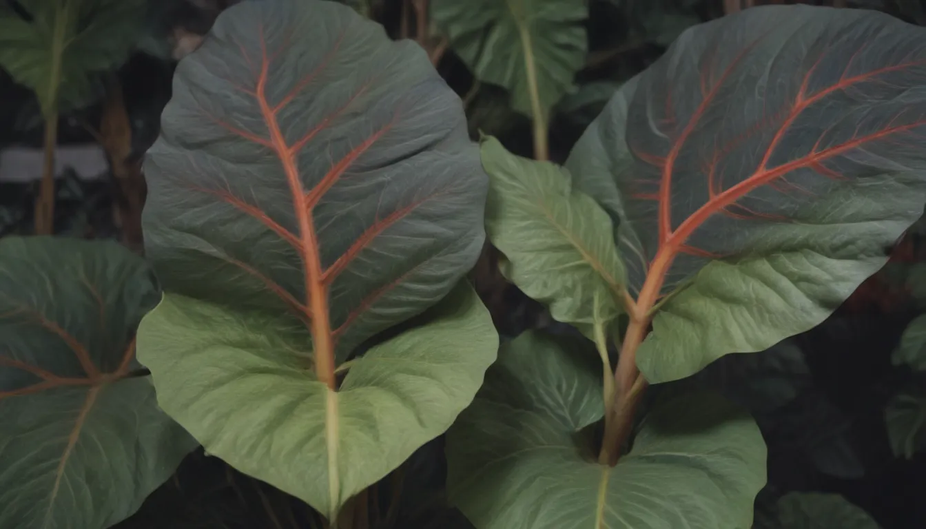 A Comprehensive Guide to Growing and Caring for Alocasia Plants