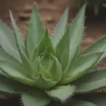 Comprehensive Guide to Growing and Caring for Aloe Vera