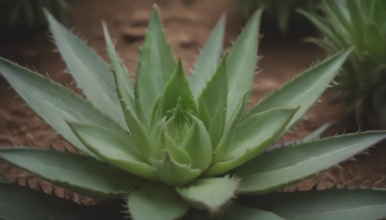 Comprehensive Guide to Growing and Caring for Aloe Vera