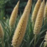 Growing and Caring for Ornamental Millet: A Complete Guide for Gardeners