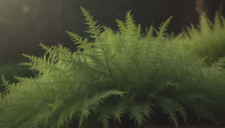 Comprehensive Guide on Growing and Caring for Asparagus Fern