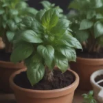 How to Successfully Grow and Care for Basil Indoors