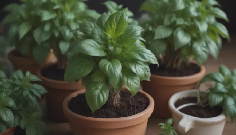 How to Successfully Grow and Care for Basil Indoors