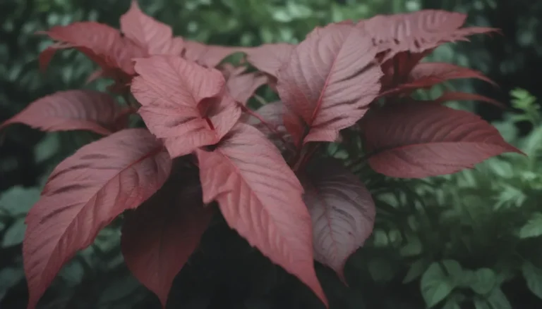 The Ultimate Guide to Growing and Caring for Blood Leaf Plant (Iresine)