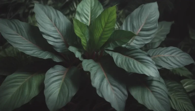 The Ultimate Guide to Growing and Caring for Calathea Plants