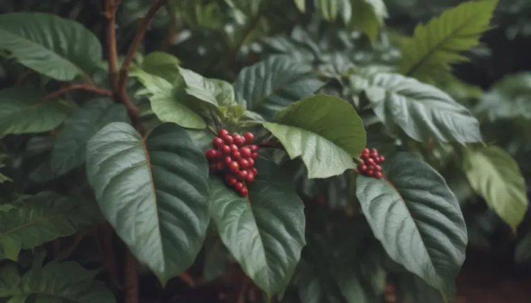 Complete Guide to Growing and Caring for Coffee Plants