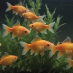 Comprehensive Guide to Growing and Caring for Goldfish Plants