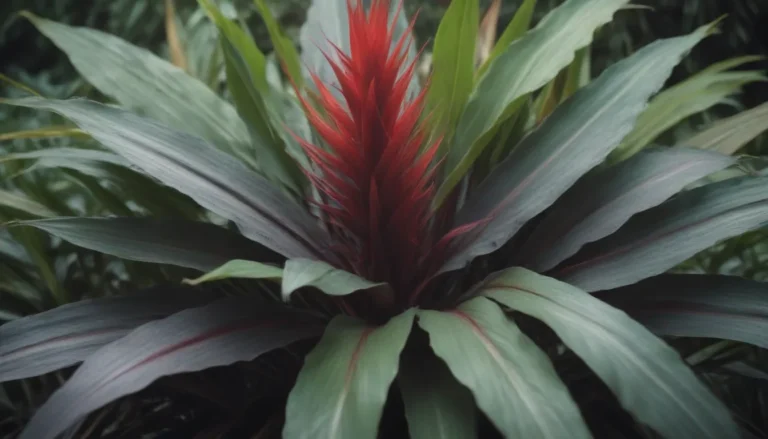 Complete Guide on Growing and Caring for Cordyline (Ti) Plants