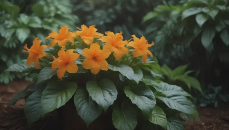 The Ultimate Guide to Growing and Caring for Crossandra