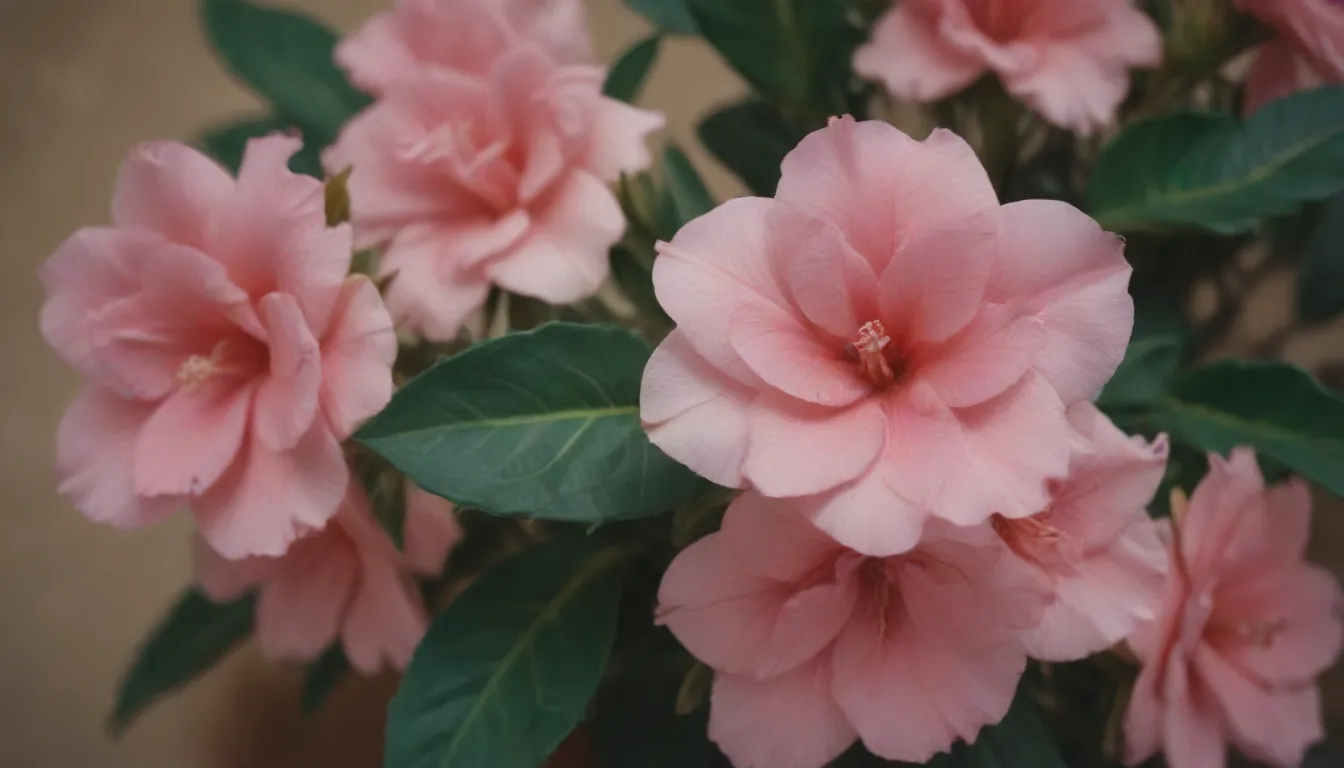 Ultimate Guide to Growing and Caring for Desert Rose Plants