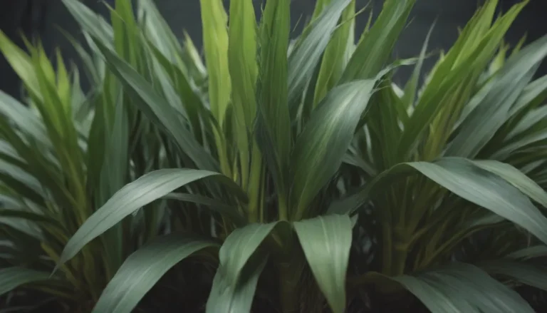 The Ultimate Guide to Growing and Caring for Corn Plants (Dracaena)