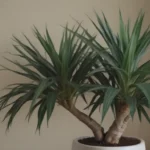 Comprehensive Guide to Growing and Caring for Dragon Tree (Dracaena Marginata) Indoors