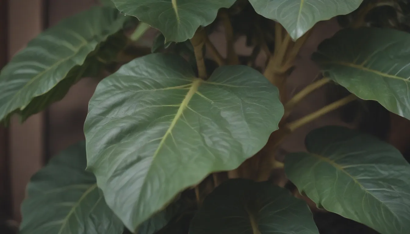 Ultimate Guide to Growing and Caring for the Fiddle-Leaf Fig Plant