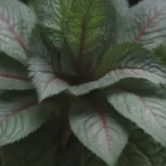 The Ultimate Guide to Growing and Caring for Nerve Plant (Fittonia)