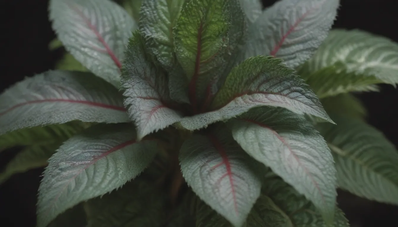 The Ultimate Guide to Growing and Caring for Nerve Plant (Fittonia)