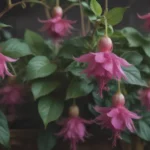 In-Depth Guide to Growing and Caring for Fuchsias Indoors