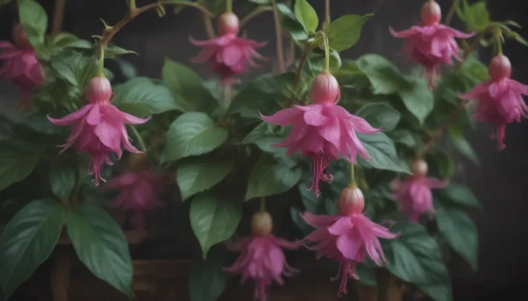 In-Depth Guide to Growing and Caring for Fuchsias Indoors