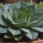 Comprehensive Guide to Growing and Caring for Gasteria