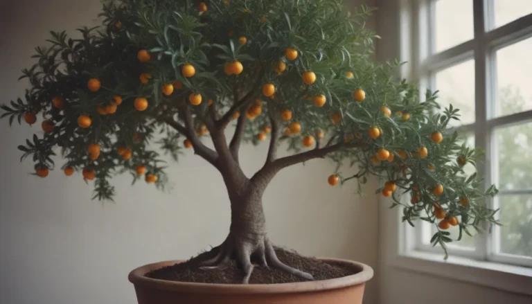 How to Successfully Grow and Maintain a Kumquat Tree Indoors