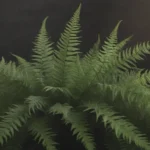 Comprehensive Guide to Growing and Caring For Boston Ferns