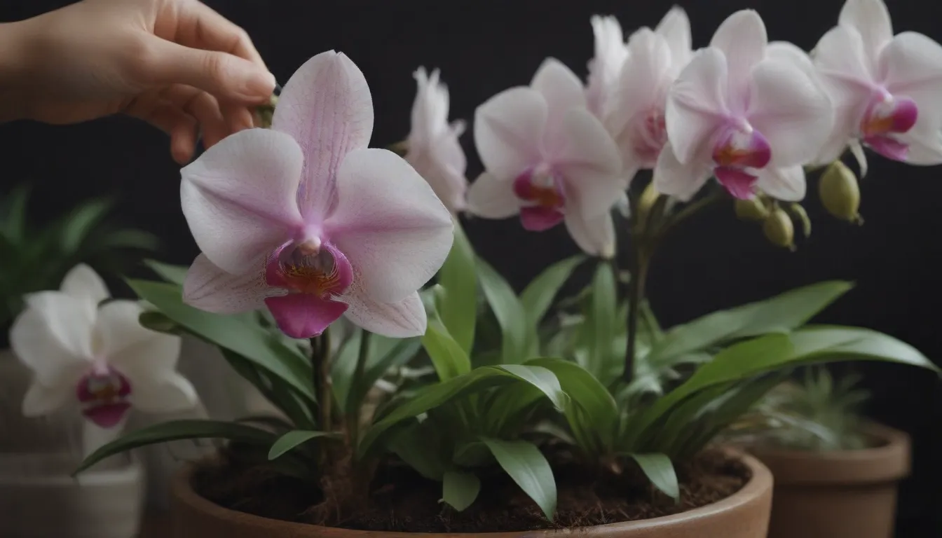 The Complete Guide to Replanting Orchids for a Healthy and Happy Plant Life