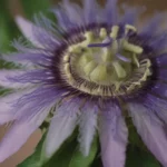 The Ultimate Guide to Growing and Caring for Passionflower Indoors