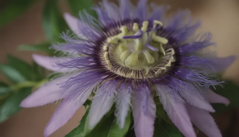 The Ultimate Guide to Growing and Caring for Passionflower Indoors