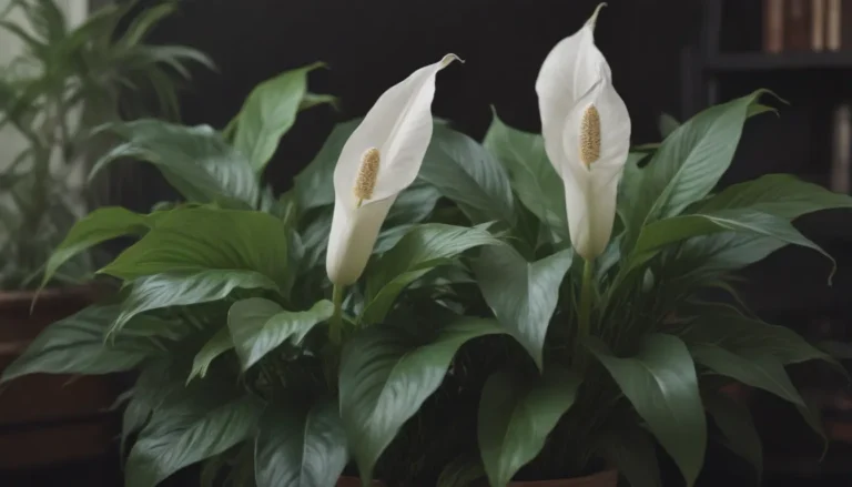 The Ultimate Guide on Growing and Caring for Peace Lily Plants