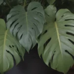 The Ultimate Guide to Growing and Caring for Philodendron Erubescens