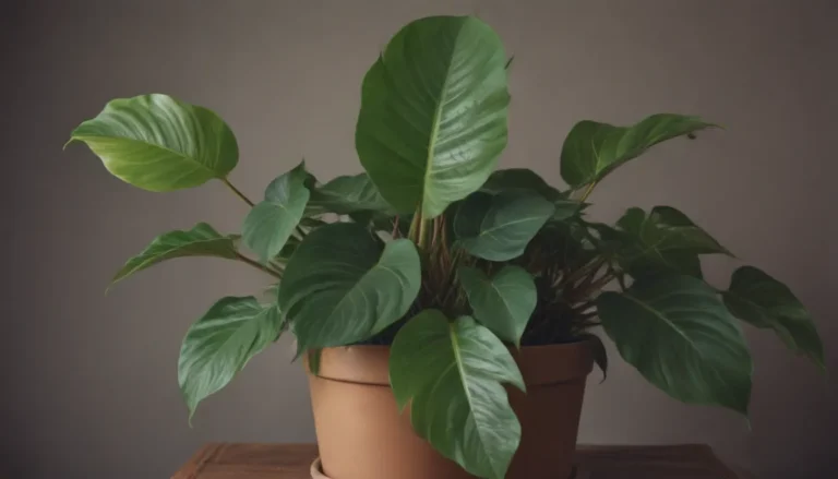 The Ultimate Guide to Growing Philodendron Plants Indoors