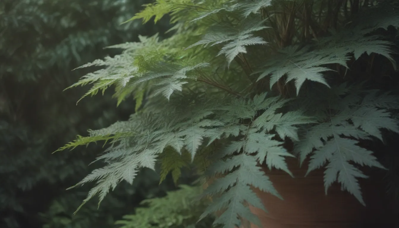 The Ultimate Guide to Growing and Caring for Ming Aralia