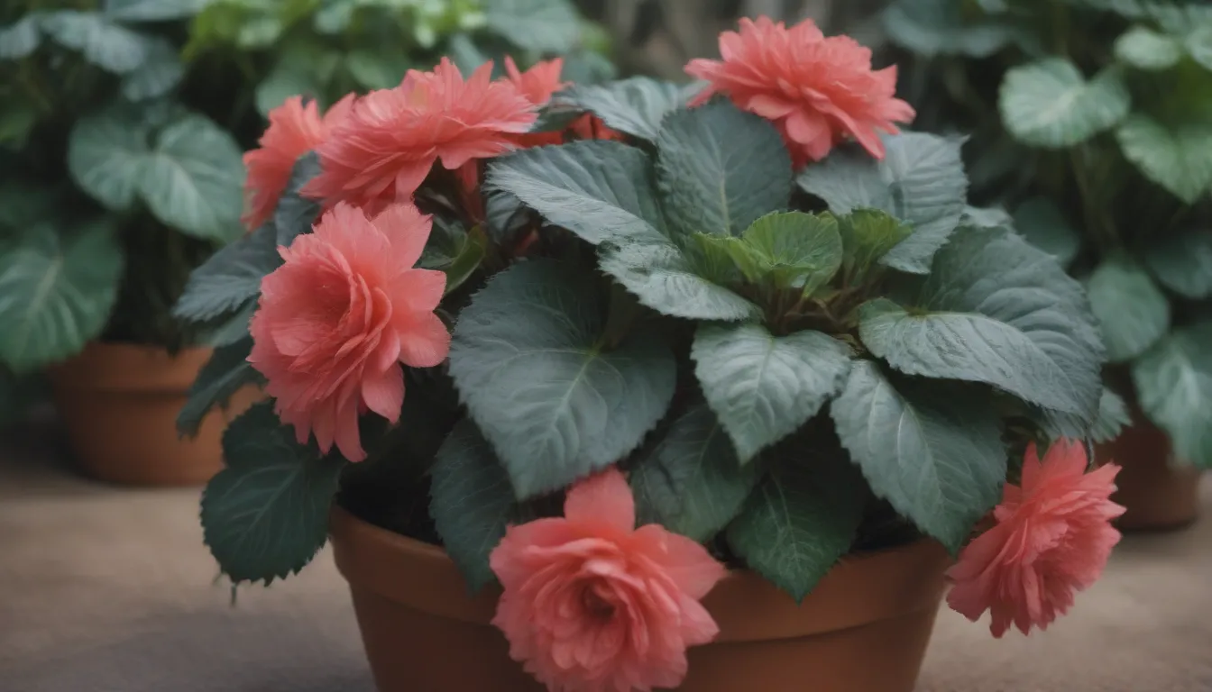 The Ultimate Guide on How to Grow and Care for Rex Begonias