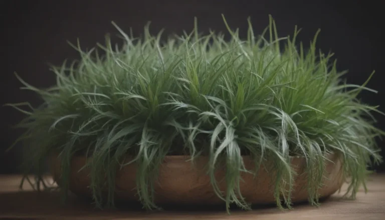 The Ultimate Guide to Growing and Caring for Rhipsalis Cactus Indoors