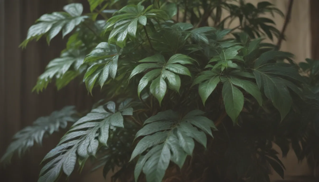 Comprehensive Guide to Growing and Caring for Schefflera Plants