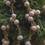 How to Grow and Care for String of Pearls Plant: An In-Depth Guide